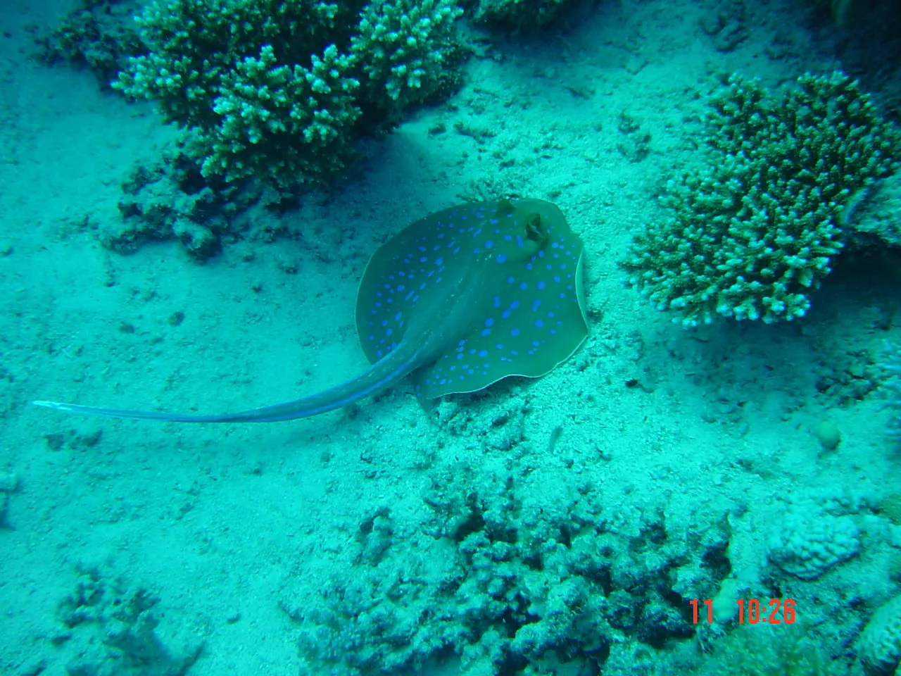 Red Sea — 4
