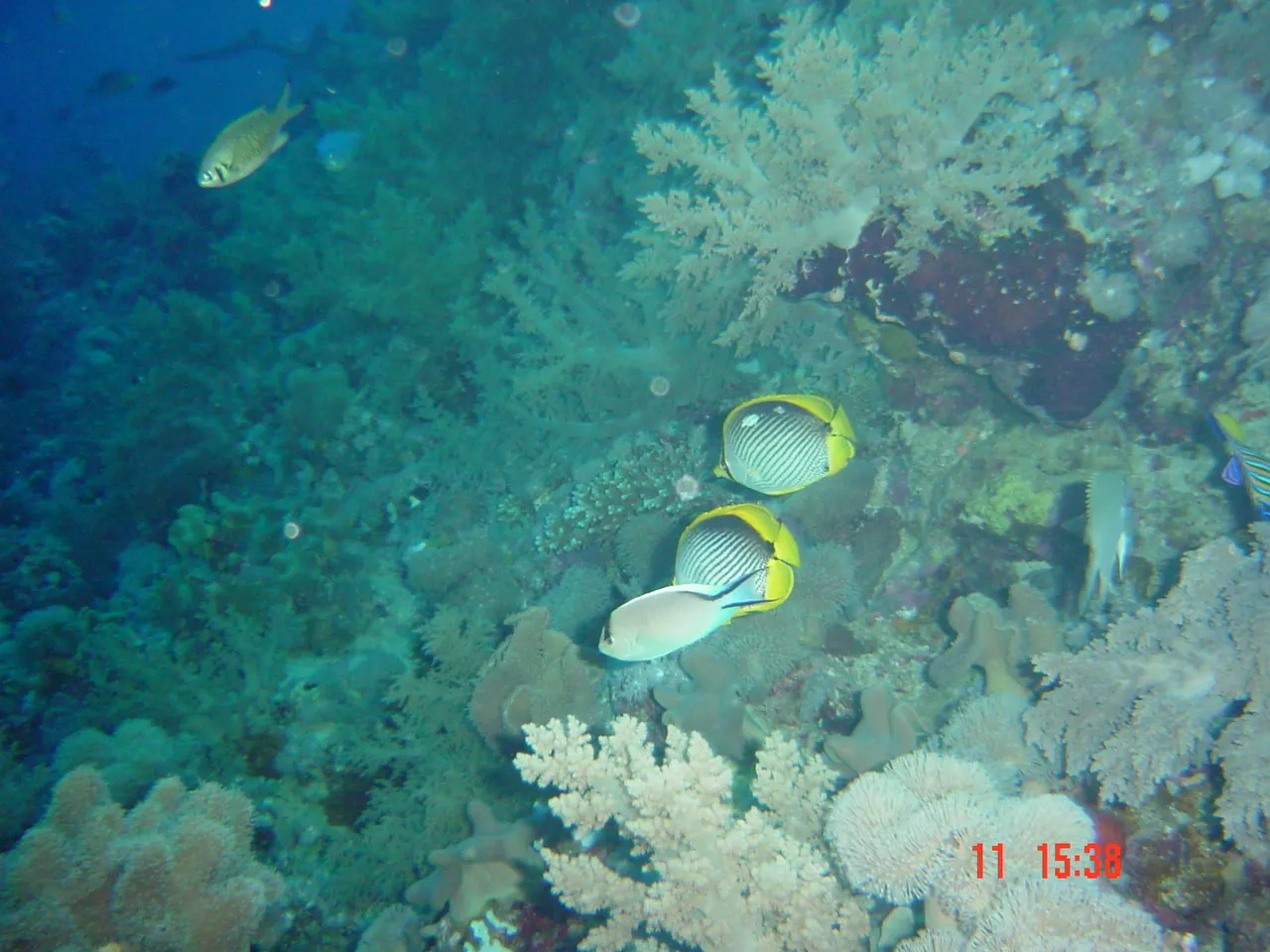 Red Sea — 5