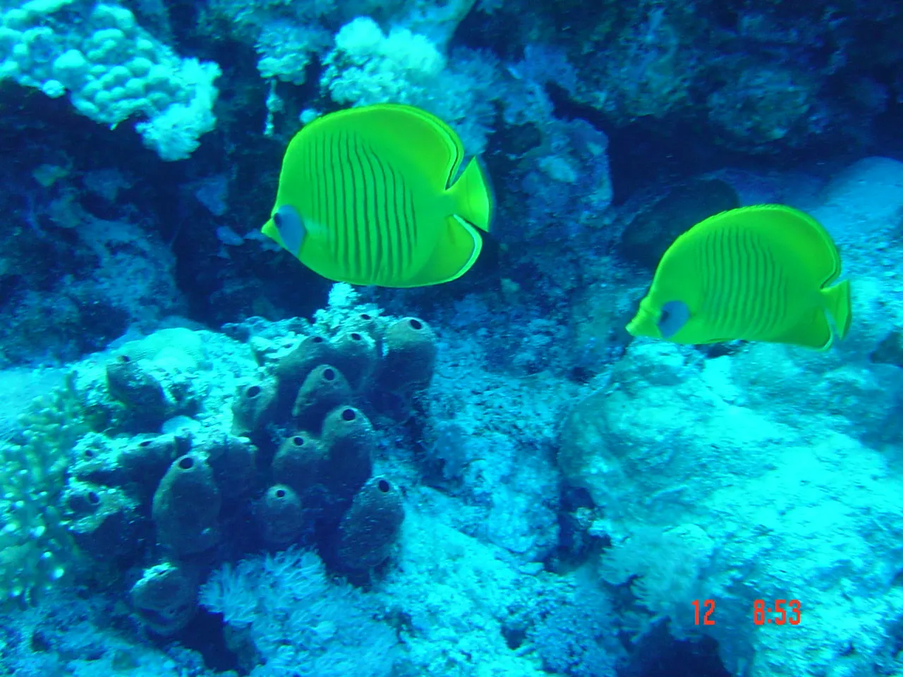 Red Sea — 6