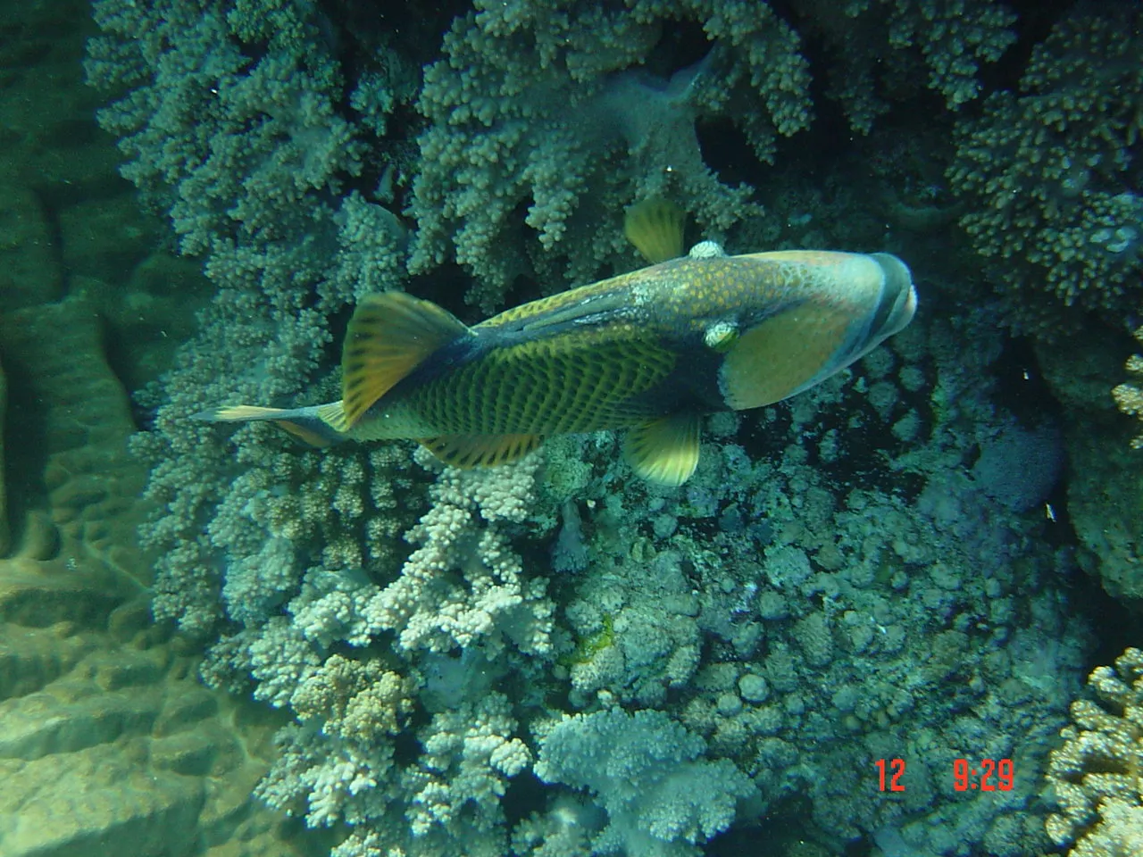 Red Sea — 7