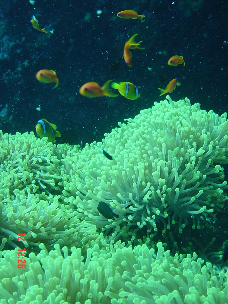 Red Sea — 8