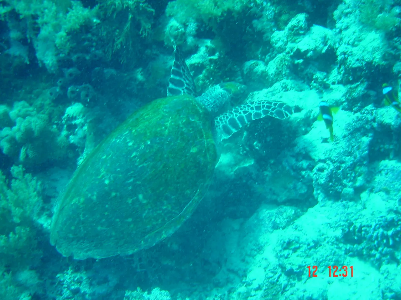Red Sea — 9