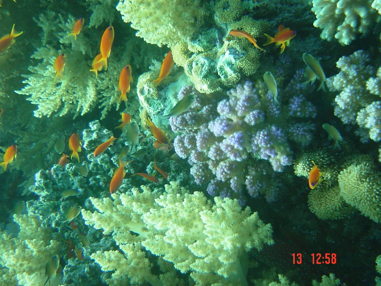 Red Sea — 13
