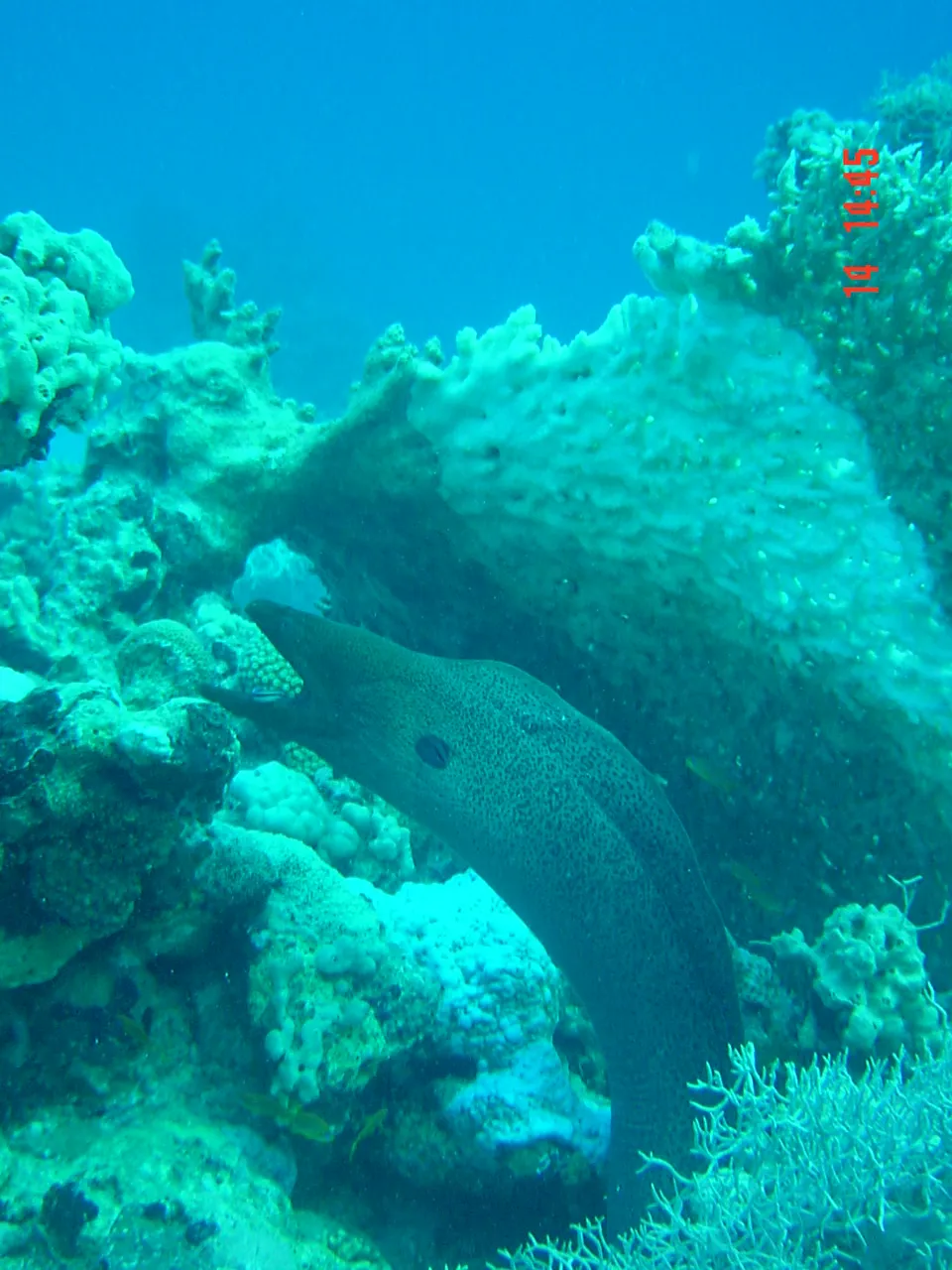 Red Sea — 16