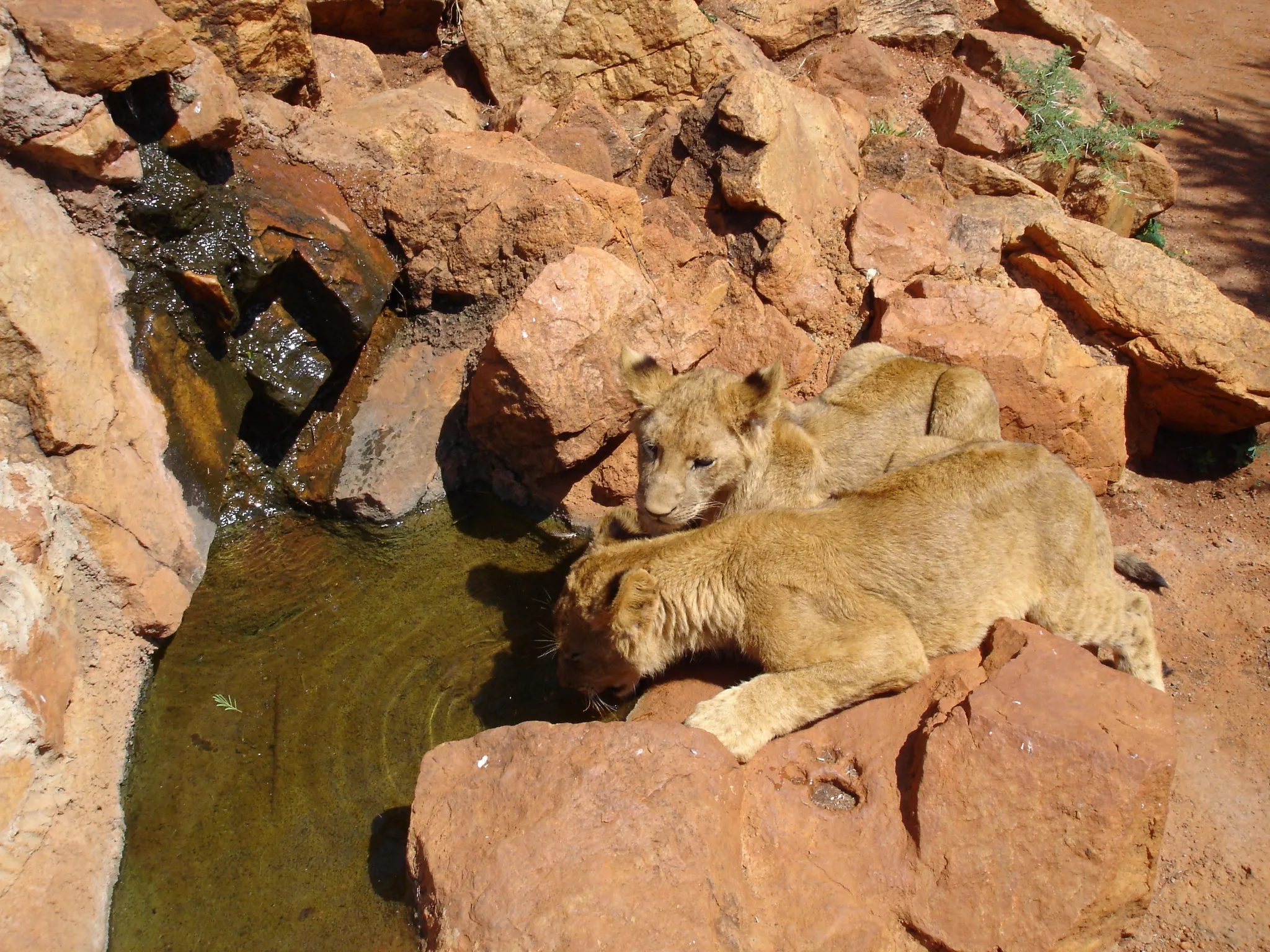 South Africa — 19