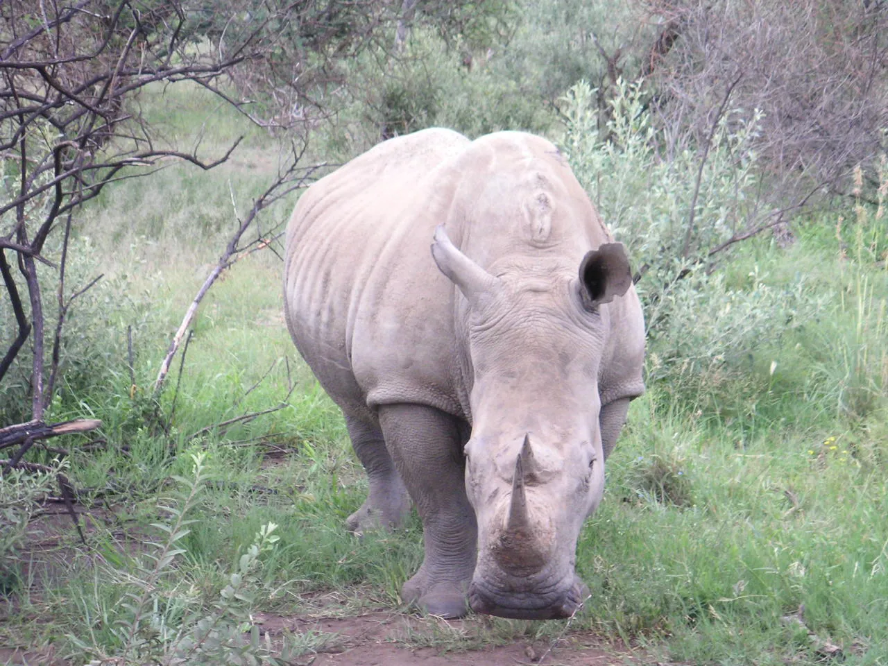 South Africa — 29