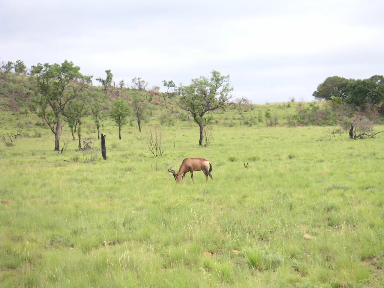 South Africa — 30