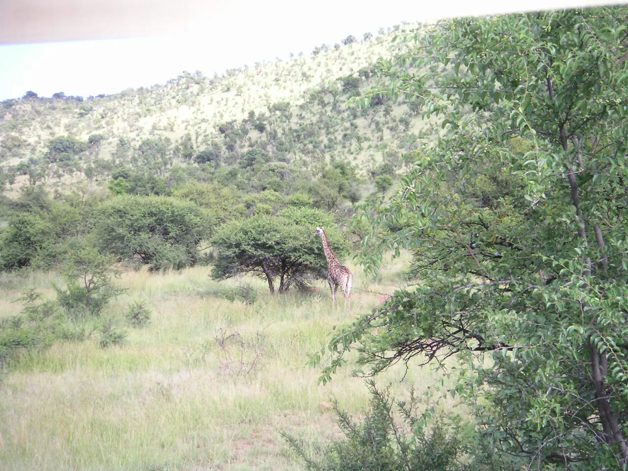 South Africa — 31